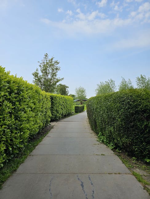 A straight concrete pathway in a residential area bordered by neatly trimmed, vibrant green hedges on both sides. The hedges are dense with small, glossy leaves, and some sections appear slightly roun